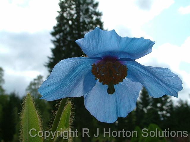 Blue Poppy 1